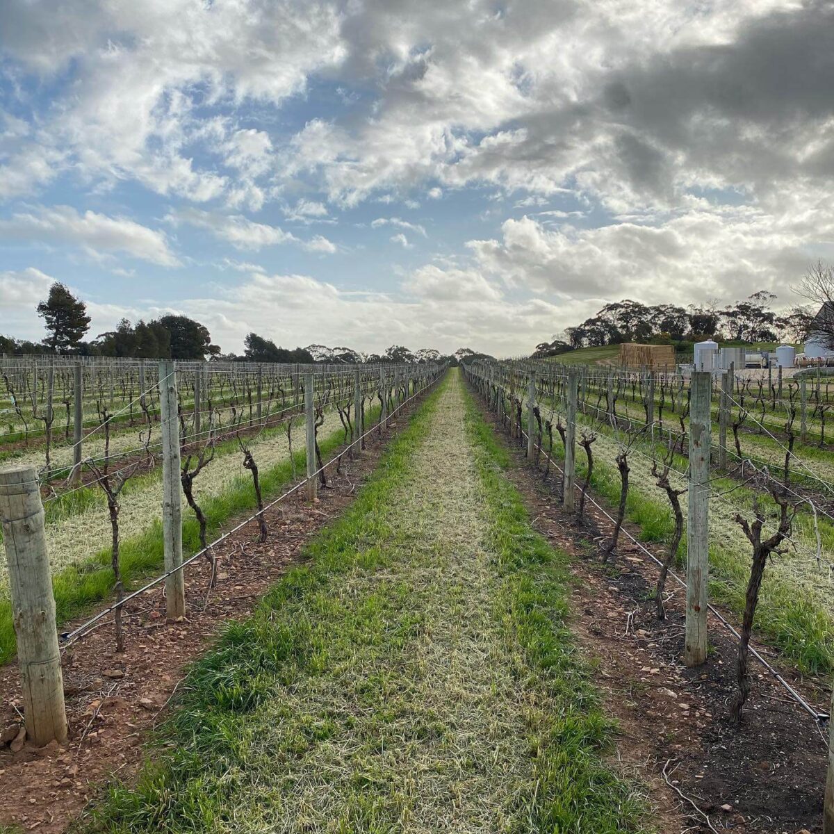 Curator Wine Co. Hamlets Rosé 2022 (12 Bottles) Barossa Valley, SA - Image 3