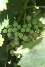 Laughing Jack Old Vine Moppa Grenache 2019 (6 Bottles) Barossa Valley - Image 5