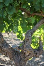 Laughing Jack Old Vine Moppa Grenache 2019 (6 Bottles) Barossa Valley - Image 4