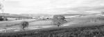 Meadowbank Nouveau Syrah Pinot 2021 (6 Bottles) Derwent Valley, Tasmania - Image 6