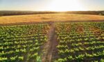Swinney Mourvèdre Syrah Grenache 2021 (6 Bottles) Frankland River - Image 5