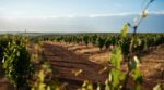 Swinney Mourvèdre Syrah Grenache 2021 (6 Bottles) Frankland River - Image 2