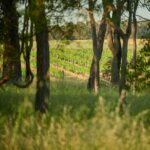 Frankland Estate Isolation Ridge Syrah 2022 (6 Bottles) Frankland - Image 3