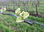 Philippa Farr Gippsland Pinot Noir 2021 (6 Bottles) - Image 4
