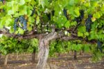 Heartland Wines The Spice Trader Shiraz 2022 (12 Bottles ) Langhorne Creek - Image 4