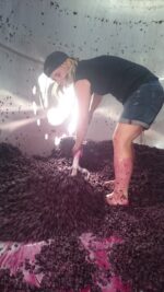 Pacha Mama Organic Grenache 2022 (12 Bottles) Heathcote, Vic - Image 3