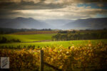 Yeringberg ‘Yeringberg’ Cabernets 2022 (6 Bottles) Coldstream, Yarra Valley - Image 2