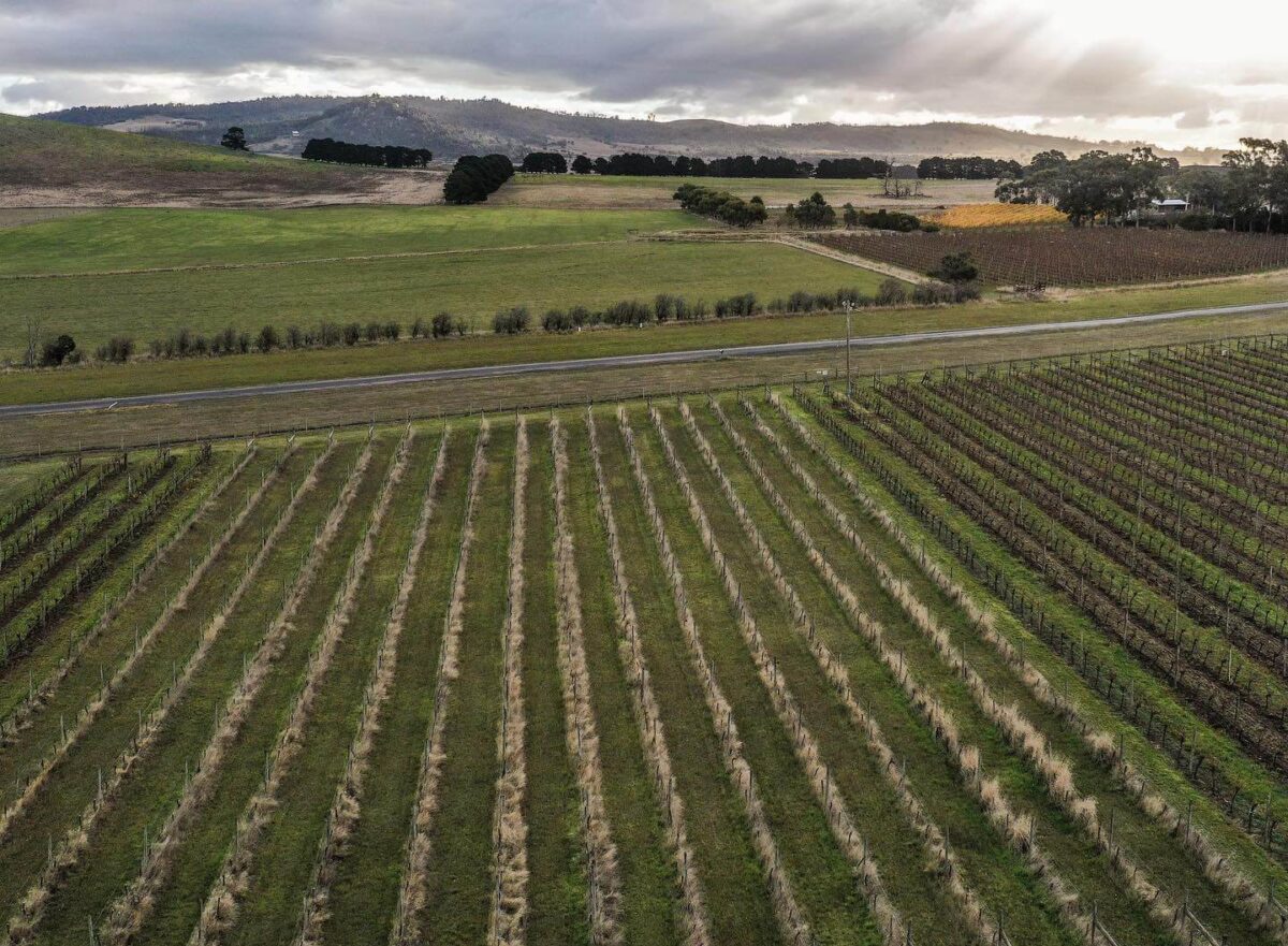 LATTA Vino Landsborough Riesling 2022 (12 Bottles) Ballarat, Vic - Image 4