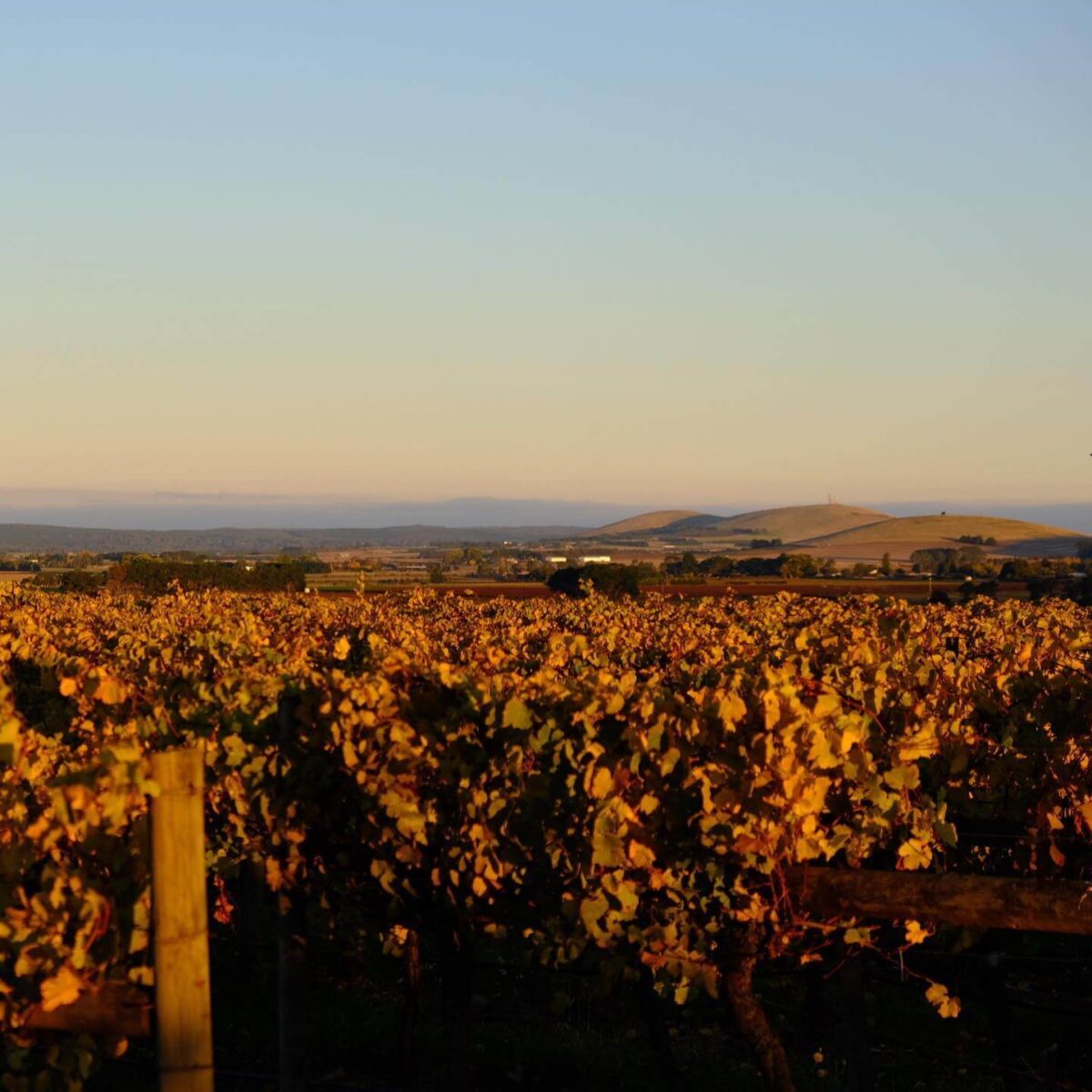 LATTA Vino Landsborough Riesling 2022 (12 Bottles) Ballarat, Vic - Image 2
