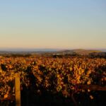LATTA Vino Landsborough Riesling 2022 (12 Bottles) Ballarat, Vic - Image 2