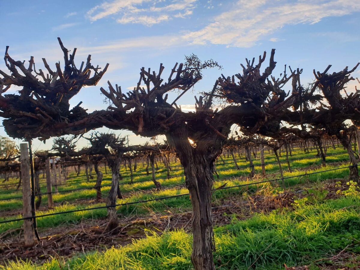 Hollick Bond Road Chardonnay 2023 (6 Bottles) Coonawarra, SA - Image 3