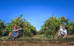 S.C. Pannell Wines Smart Grenache 2022 (6 Bottles) McLaren Vale - Image 6