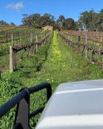 Battle of Bosworth  'Expat' Pinot Noir 2023 (12 Bottles) McLaren Vale - Image 2