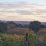 Battle of Bosworth  'Expat' Pinot Noir 2023 (12 Bottles) McLaren Vale - Image 5