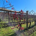 Ingram Road Pinot Noir 2021 (12 Bottles) Coldstream, Yarra Valley - Image 4