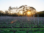 Hochkirch Village Pinot Noir 2021 (12 Bottles) Grampians, VIC - Image 2