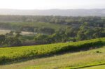 Kay Brothers Basket Pressed Reserve Nero d’Avola 2022 (6 Bottles) McLaren Vale - Image 3