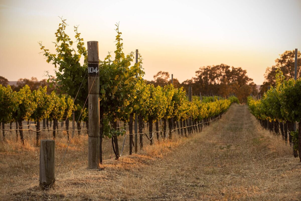 Mount Avoca Estate 2019 Merlot (12 Bottles) Pyrenees, Victoria - Image 2