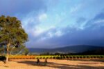 Mount Avoca Estate 2019 Merlot (12 Bottles) Pyrenees, Victoria - Image 4