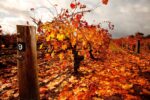 Zonte's Footstep Canto Sangiovese Lagrein 2019 (12 Bottles) - Image 6