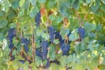 Zonte's Footstep Canto Sangiovese Lagrein 2019 (12 Bottles) - Image 5