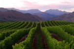Ant Moore Chardonnay A+ Series (12 Bottles) Marlborough, NZ - Image 2
