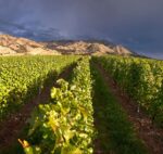 Ant Moore Chardonnay A+ Series (12 Bottles) Marlborough, NZ - Image 4