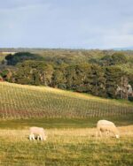 Mount Avoca Estate 2021 Shiraz (12 Bottles) Pyrenees, Victoria - Image 6