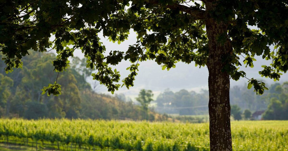 La Zona Sangiovese 2022 (12 Bottles) King Valley, VIC - Image 2