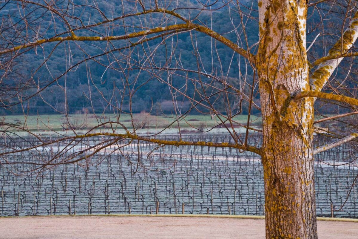 La Zona Sangiovese 2022 (12 Bottles) King Valley, VIC - Image 7