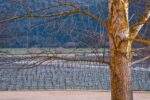 La Zona Sangiovese 2022 (12 Bottles) King Valley, VIC - Image 7