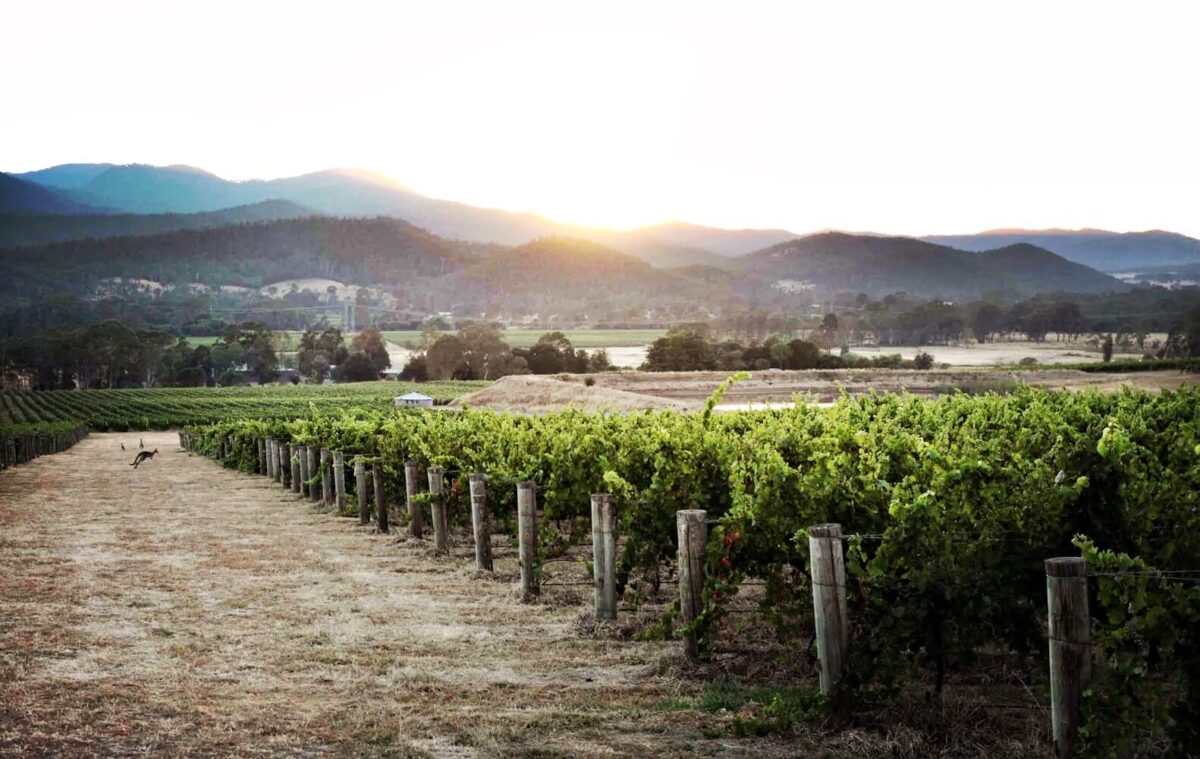 La Zona Sangiovese 2022 (12 Bottles) King Valley, VIC - Image 6