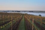 Lightfoot Home Block Chardonnay 2019 (12 Bottles) Gippsland - Image 3