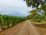 Merricks Estate Cabernet Sauvignon 2015 (12 Bottles) Mornington Peninsula - Image 2