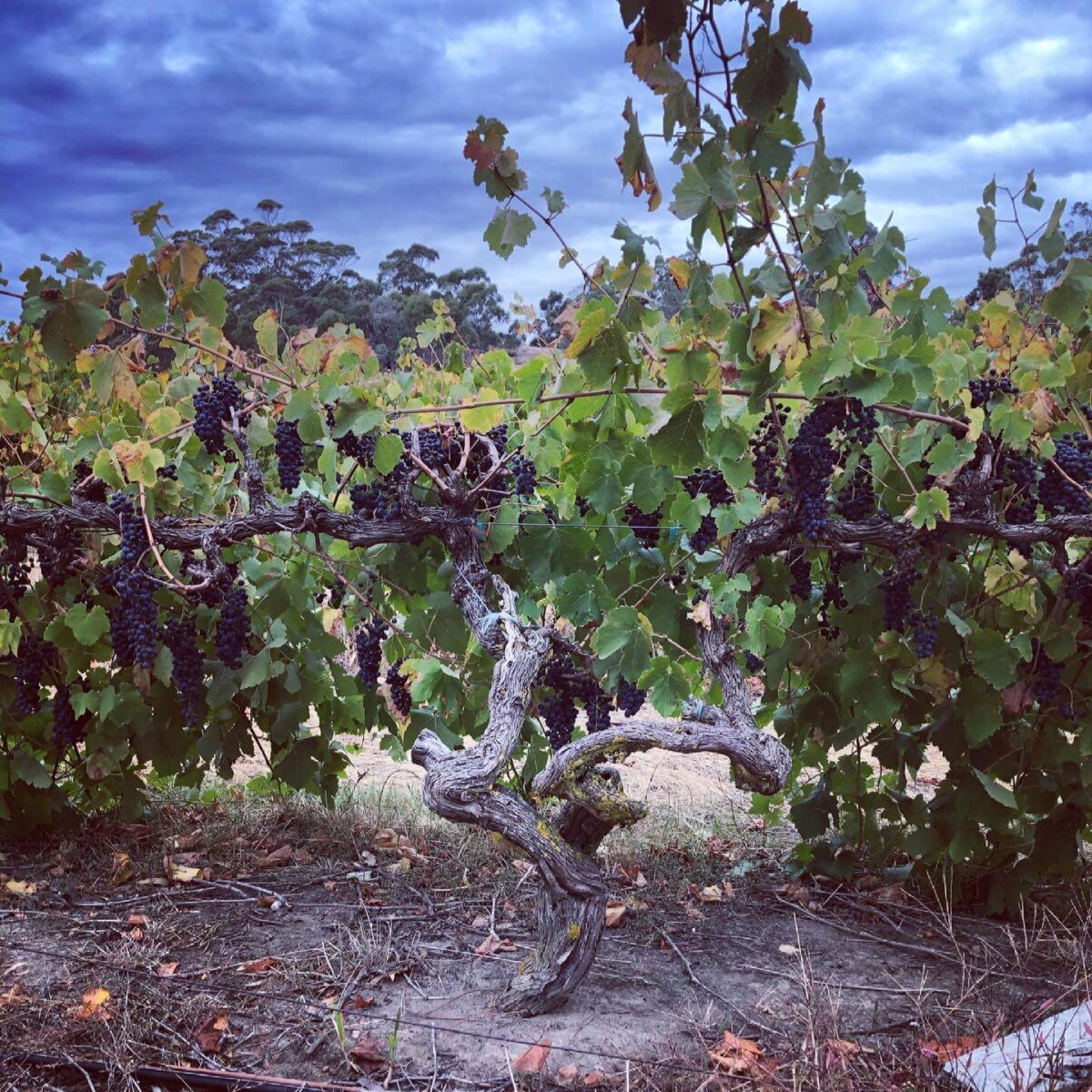 Head The Contrarian 2021 Shiraz (6 Bottles) Barossa Valley - Image 6