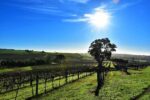 Mountadam High Eden Patriarch Shiraz 2021 (6 Bottles) Eden Valley - Image 5