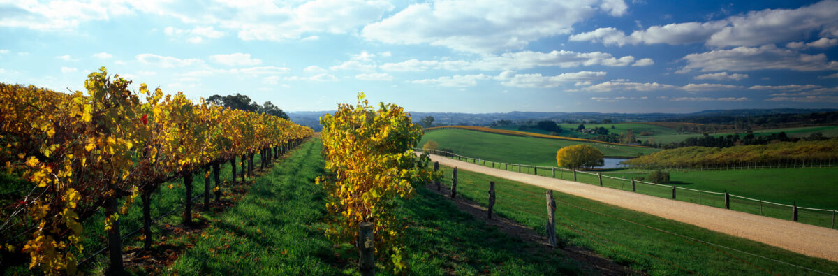 The Lane Vineyard Heritage Chardonnay 2023 (6 Bottles) Adelaide Hills - Image 6