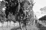 Catlin Wines X Yolk Pinot Blanc (12 Bottles) Adelaide Hills - Image 3
