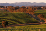 First Creek Wines Regions Hunter Valley Shiraz 2021 (12 Bottles) Pokolbin, Hunter Valley - Image 2