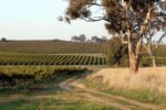 First Creek Wines Regions Hunter Valley Shiraz 2021 (12 Bottles) Pokolbin, Hunter Valley - Image 4