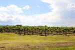 First Creek Wines Regions Hunter Valley Shiraz 2021 (12 Bottles) Pokolbin, Hunter Valley - Image 3