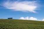 Denton Pinot Noir 2021 (12 Bottles) Yarra Valley - Image 5