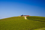 Denton Pinot Noir 2021 (12 Bottles) Yarra Valley - Image 4