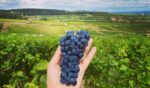 Domaine Jean-Marc Bouley Volnay 1er Cru Les Carelles 2017 (12 Bottles) Burgundy, France - Image 4