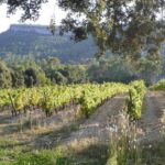 Maison Delafont Mosaique Languedoc Rouge 2019 (12 Bottles) Languedoc-Roussillon, France - Image 3