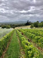 Payne's Rise Cabernet Sauvignon 2016 (12 Bottles) Upper Yarra, Victoria - Image 5