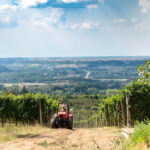 Luca Bosio Nebbiolo d'Alba DOC 2019 (12 Bottles) Piemonte, Italy - Image 3