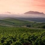 Artigiano Nero d'Avola Doc - Sicily 2020 (12 Bottles) Sicily, Italy - Image 4