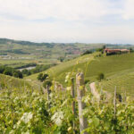 Cantina Boffa Arneis DOCG 2020 (6 Bottles) Piemonte, Italy - Image 2