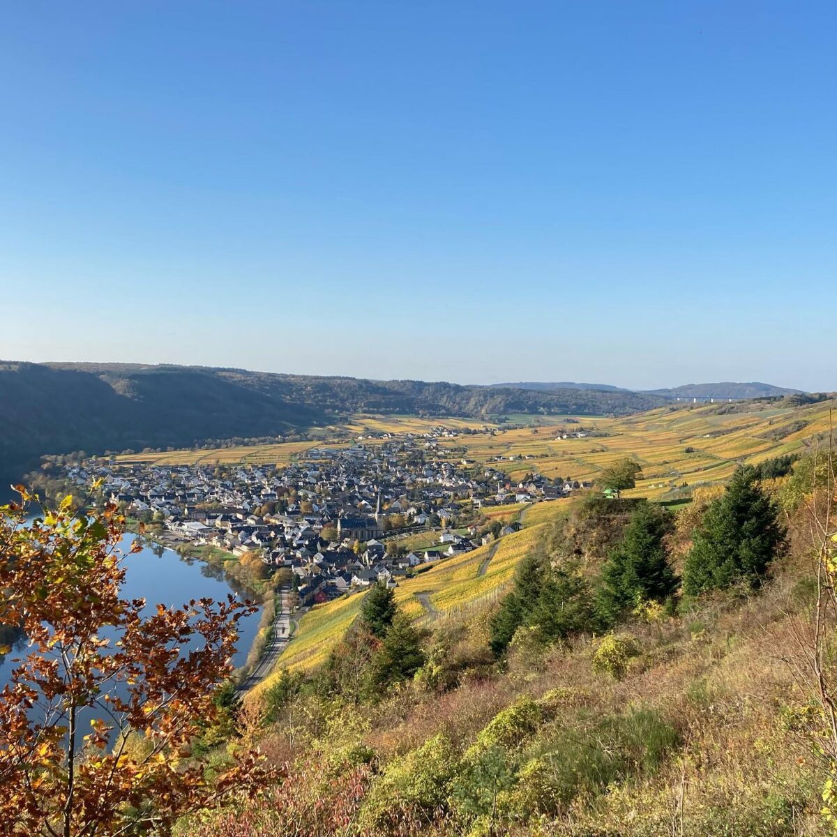 Staffelter Hof Paradies Riesling 2020 (6 Bottles) Krov, Germany - Image 3